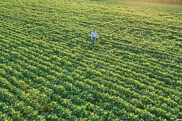 A single farmer stands in the middle of a vibrant green soybean field. 
