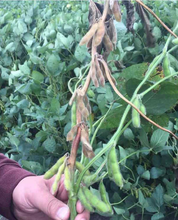 Figure 1. Soybean plant infected with Diaporthe caulivora showing typical reddish lesion. 