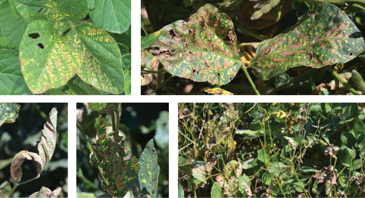 Soybean Sudden Death Syndrome leaf symptoms. Top left image shows soybean plant leaves with molting between veins. Top right shows lesions becoming brown on the soybean leaves with tissue dropping out. Bottom left we see a soybean plant with its leaves curling, leaves also become tattered in the middle image, and soybean leaflets drop from the plant in the bottom right image.