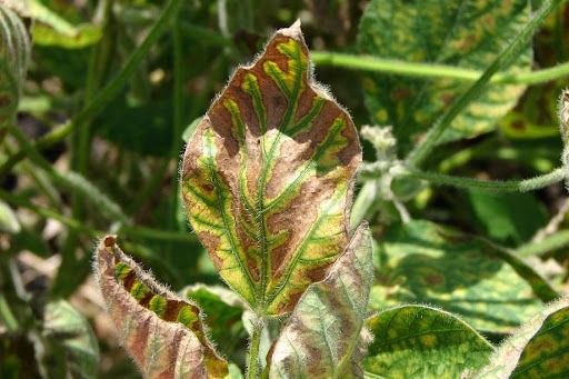 Planning Ahead for Soybean Sudden Death Syndrome | Crop Science US