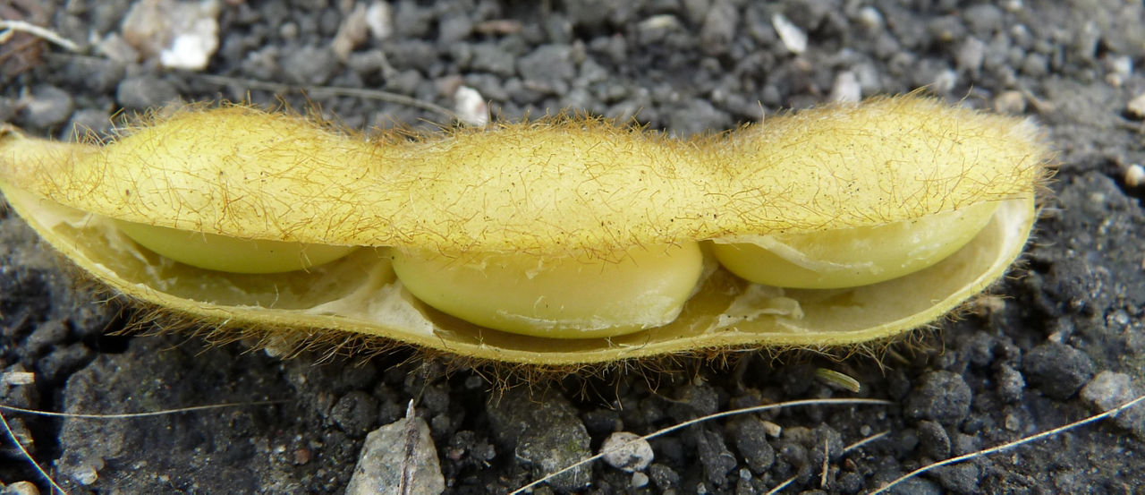 A yellow soybean pod at R7 growth stage showing seeds separated from the pod wall