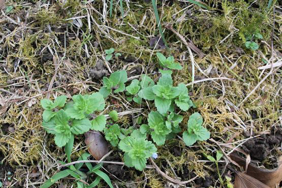 Speedwell