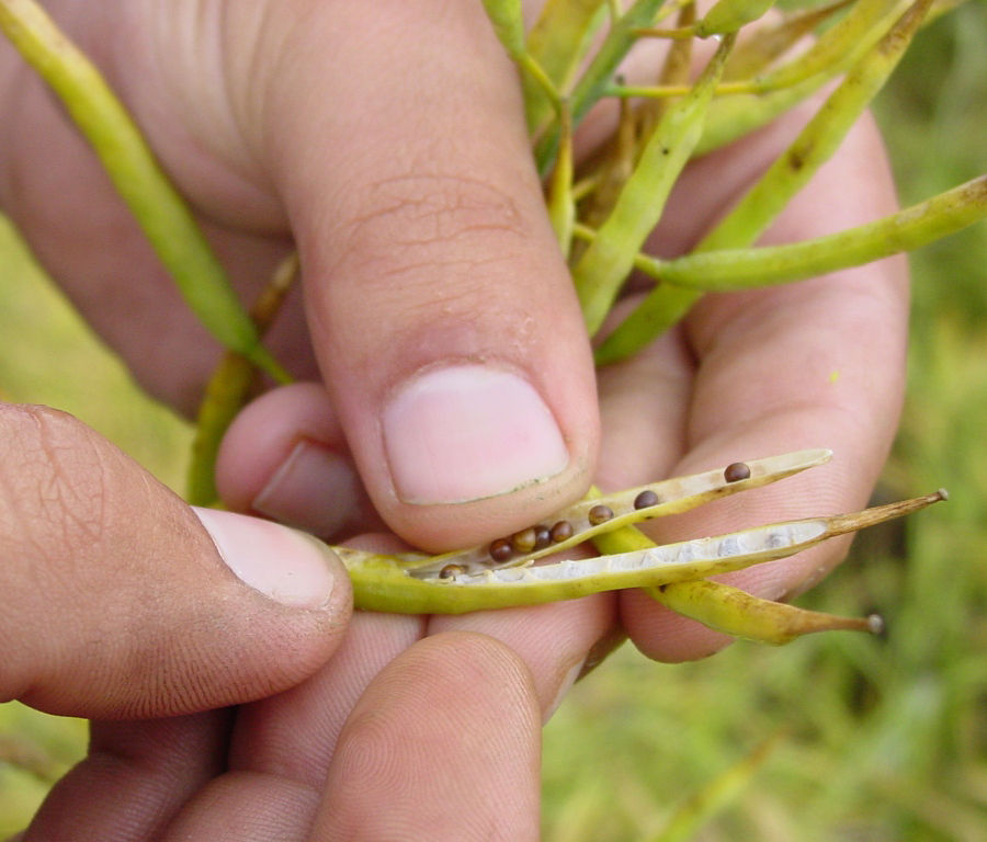 Seeds are mature and changing colour