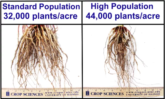 Corn Root System Comparison