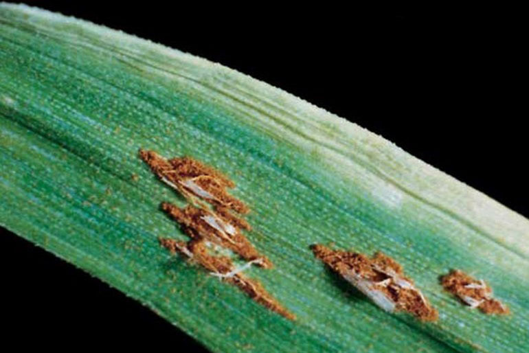 Up close image of stem rust. 