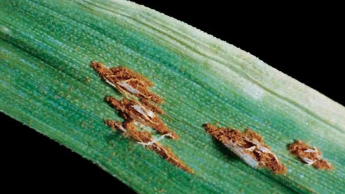 Wheat Rust Diseases