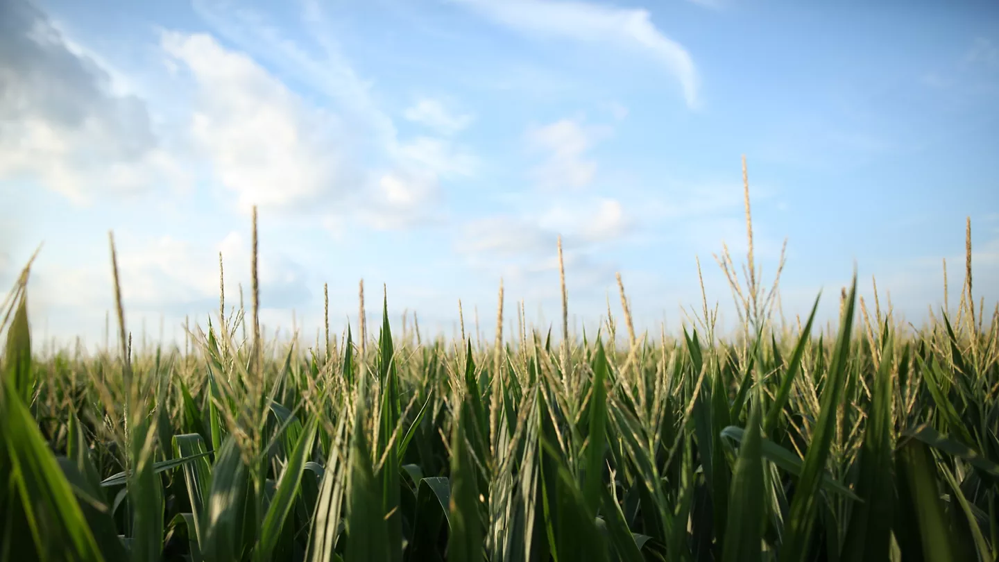 Three Ways Fungicides Protect Crop Potential and Increase ROI