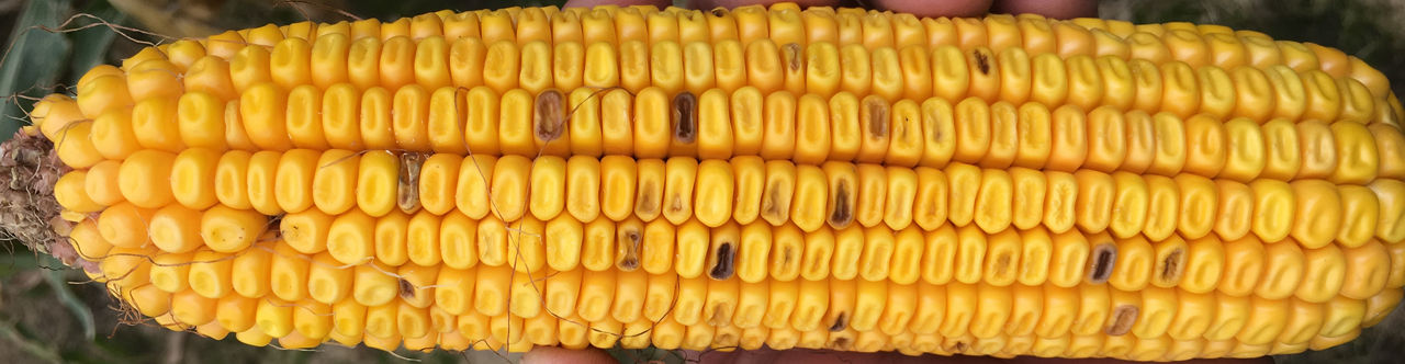 Stink bug damage in corn from stink bugs feeding on corn kernels resulting in discolored kernels and a loss of grain quality