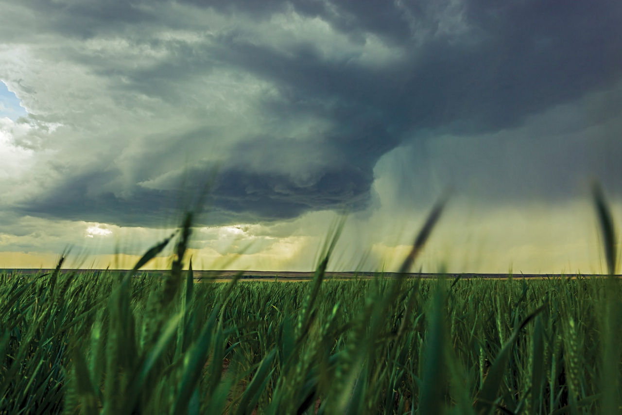 Storm clouds gather over a green field with rain visible in the distance. 