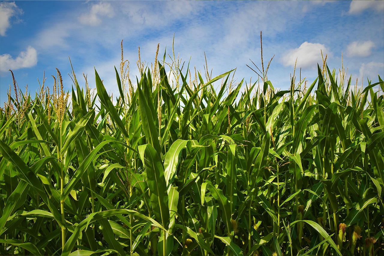 Cornfield under a blue, cloudy sky with green corn stalks