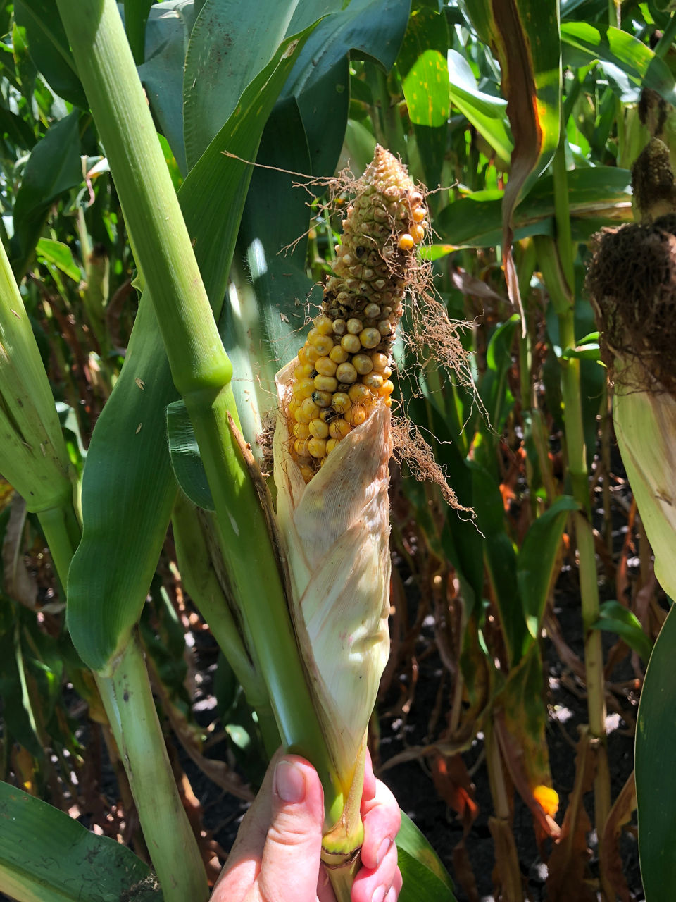 Stressed corn ear with an incomplete kernel set.
