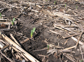 Close-up of corn emergence in a field with strip till corn residue