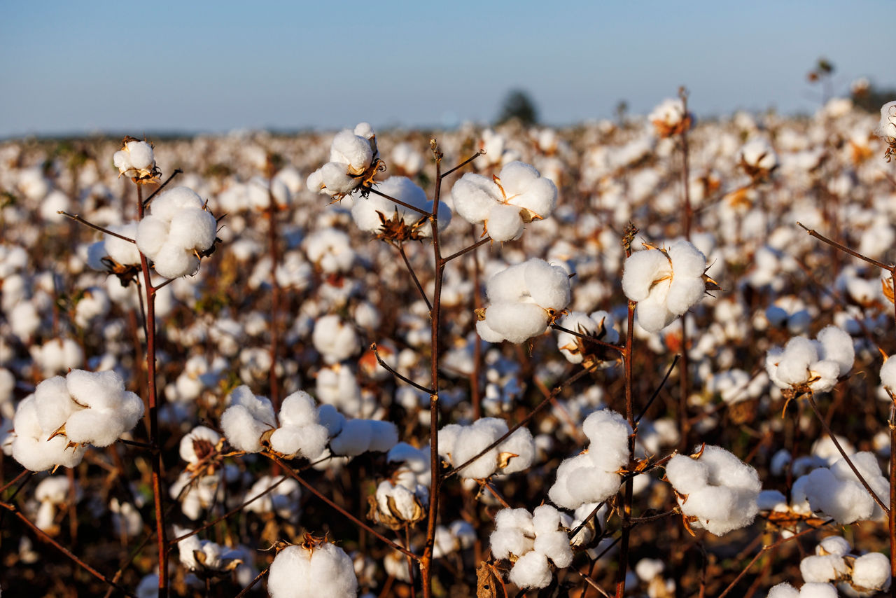Close up of cotton plant 