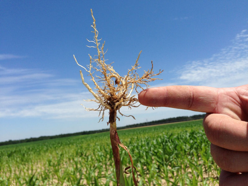 Corn plant root where the roots have been shortened due to stubby root nematodes