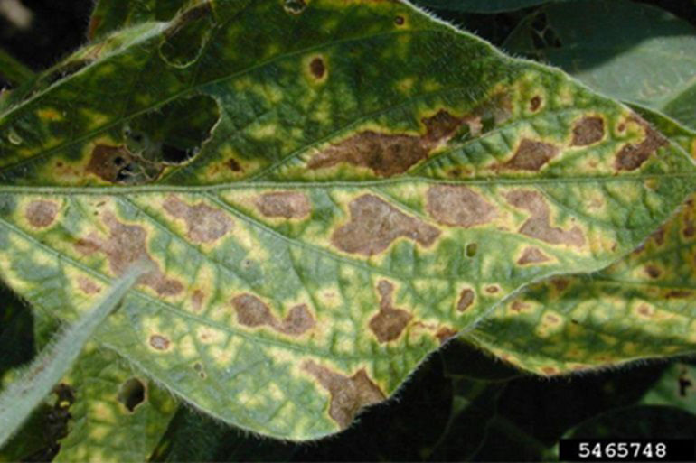  Leaves infected with sudden death syndrome become mottled, then turn yellow before they die and turn brown.