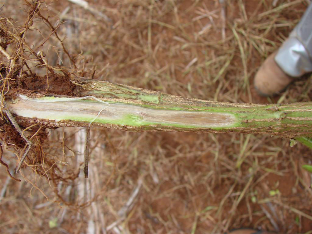 Farmer standing in a soybean field viewing a soybean plant stem infected by sudden death syndrome.