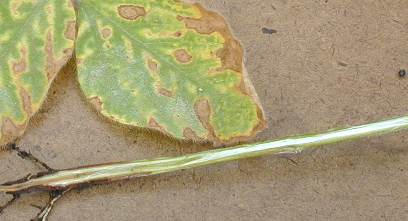 Soybean plant stems infected by soybean sudden death syndrome.