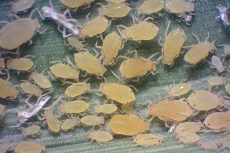 tiny sugarcane (or white sugarcane) aphid