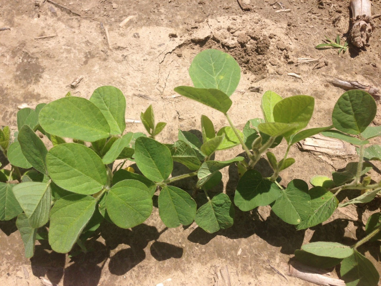 Soybean Plant where growth was reduced and foliage is pale green from sulfur deficiency