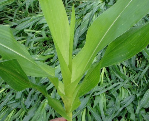 Sulfur deficiency in corn showing yellowing in the younger, upper leaves
