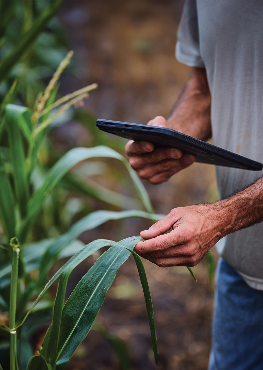 Tablet and maize