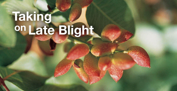 Taking on Late Blight, a severe threat to pistachios
