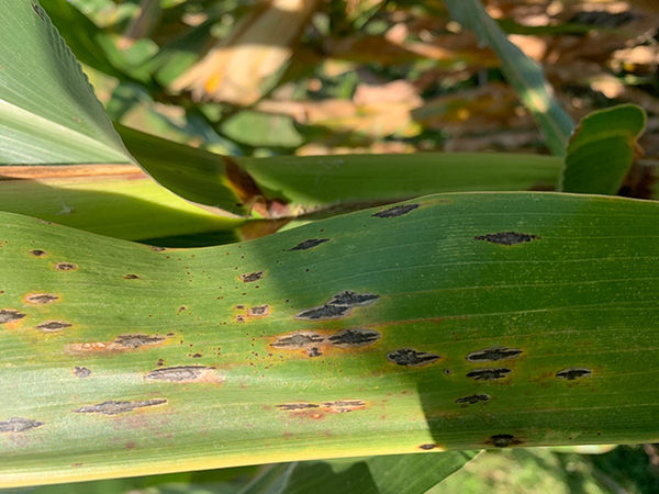 Tar Spot elongated lesions on leaf