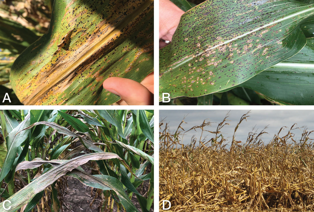 Tar spot is a fungal disease