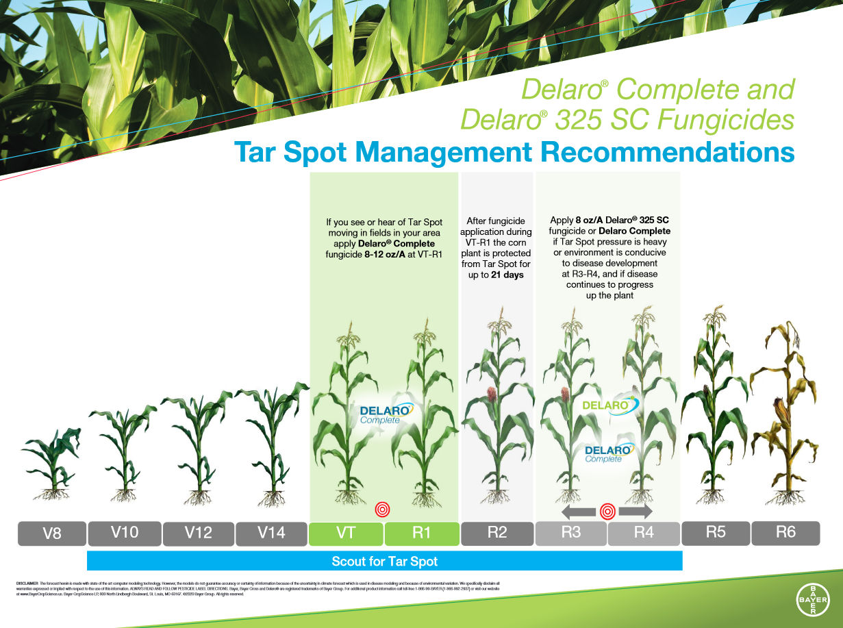 An infographic depicting corn growth stages (V8 to R6), recommending tar spot scouting and Delaro fungicide for VT to R4.