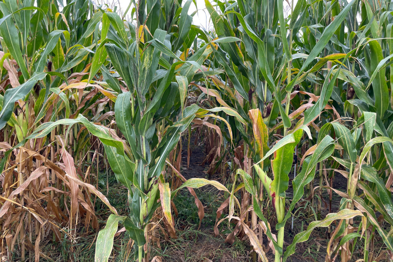 A field with tar spot on the leaves of branches that show the damage that tar spot has done to healthy branches 