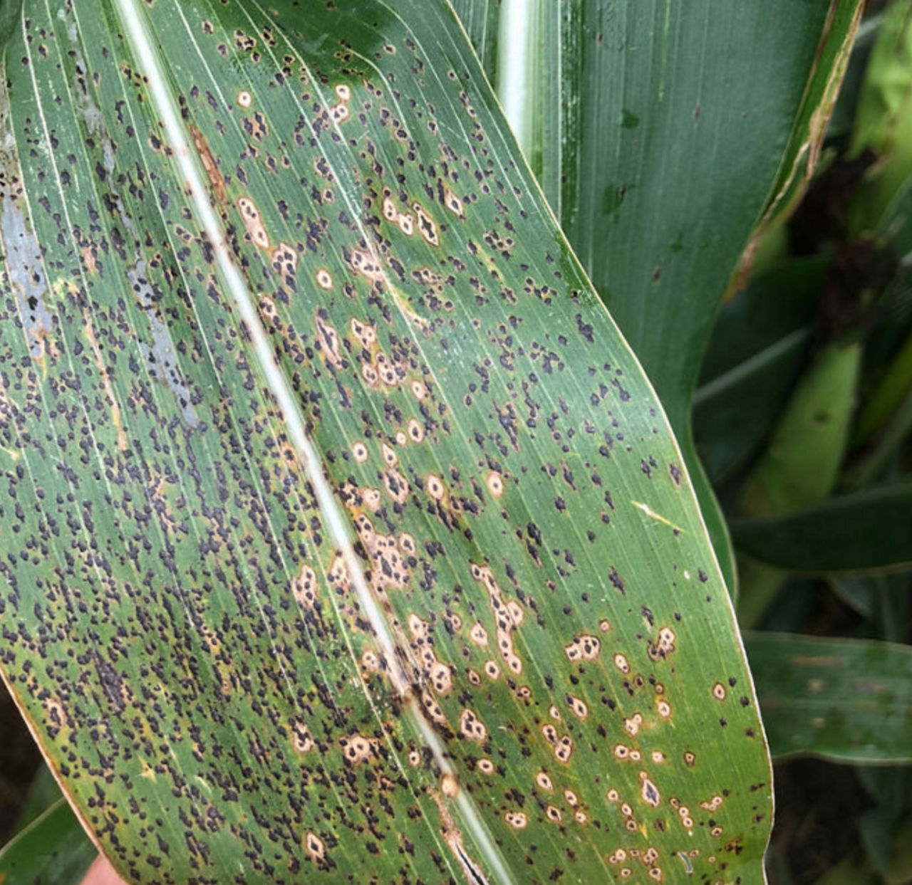 Close-up of a green corn leaf showing signs of tar spot with black spots and lesions across the surface