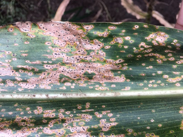 Tar Spot fisheye lesion on leaf