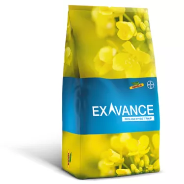 exavance rzepak