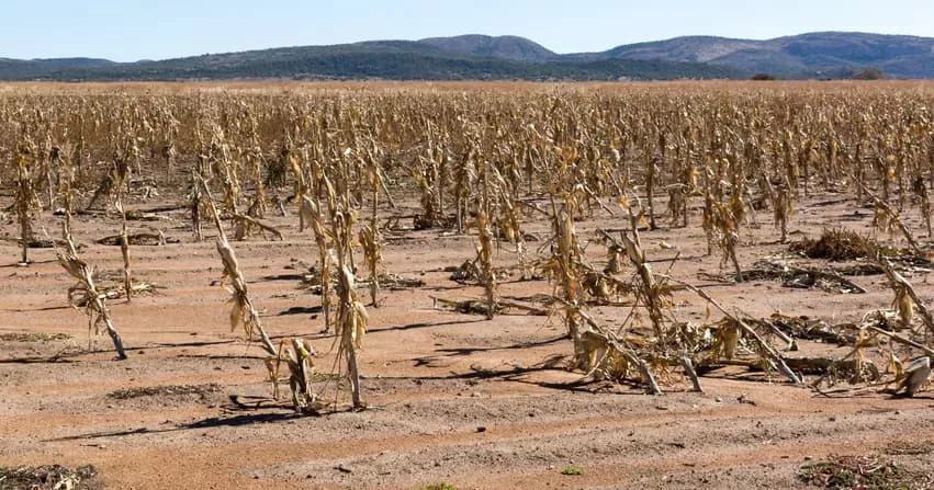Estiagem provoca perda significativa na lavoura de milho