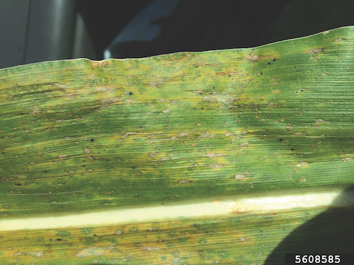 An example of tar spot disease (small black dots) on a corn leaf