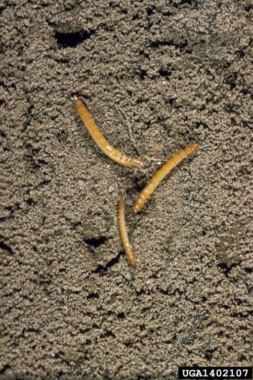 Wireworms in soil