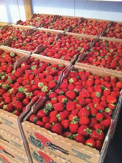 Crates of strawberries at VanDeVelde’s farmers market