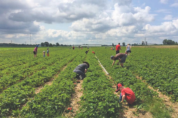 Customers at VanDeVelde’s farmers market picking berries