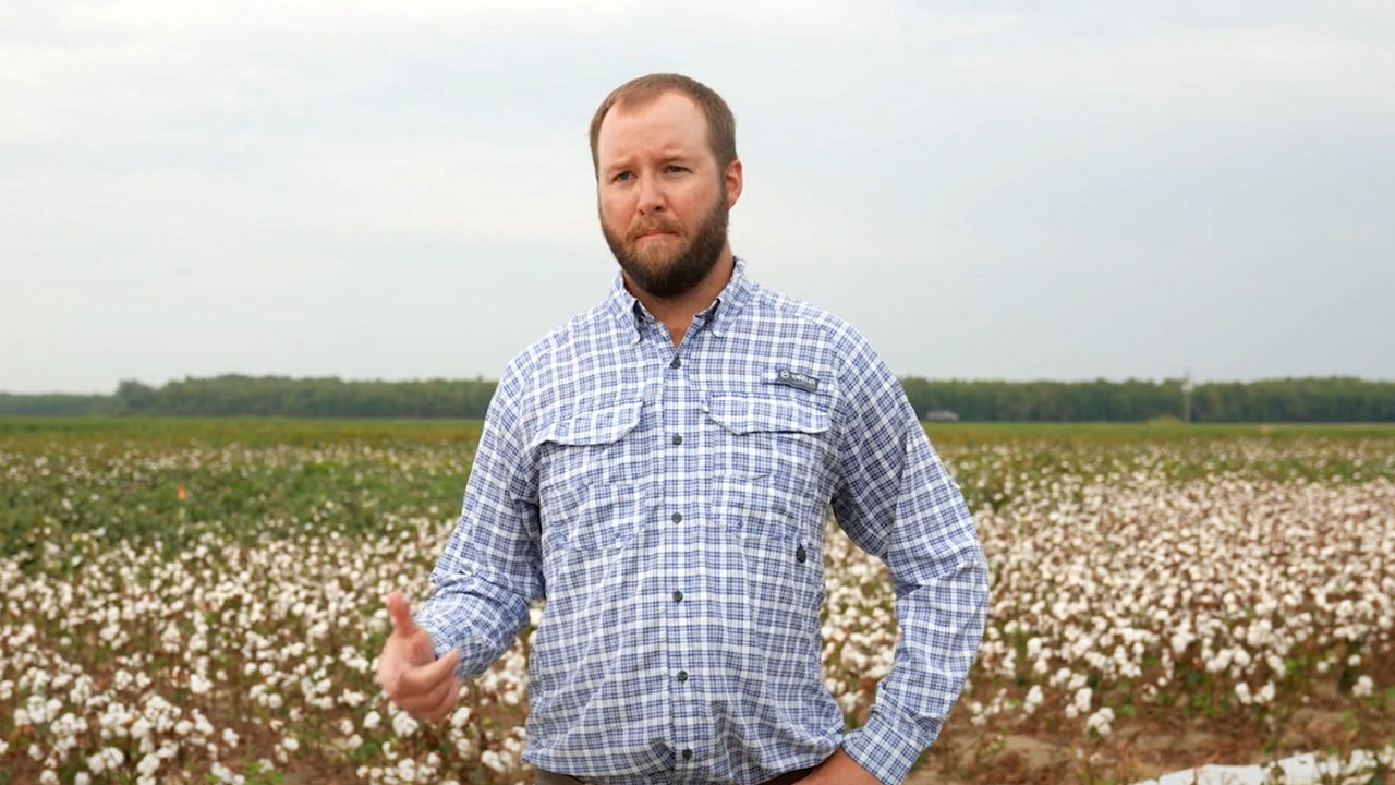 A farmer standing in a cotton field with green trees in the background providing testimony 