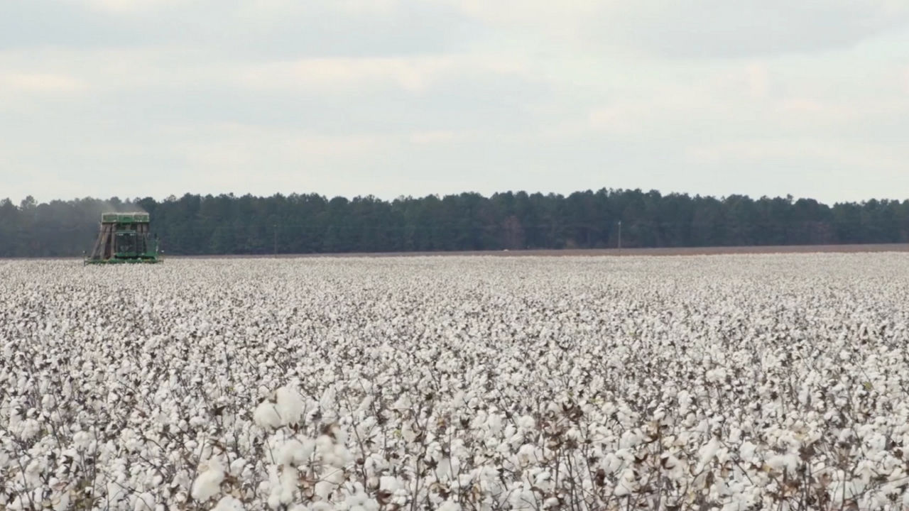 A healthy field of cotton plants with trees in the background 