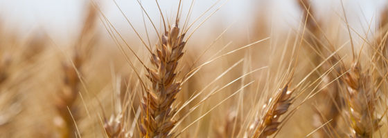 wheat crop