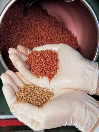 A Canadian agronomist holding two handfuls of seeds