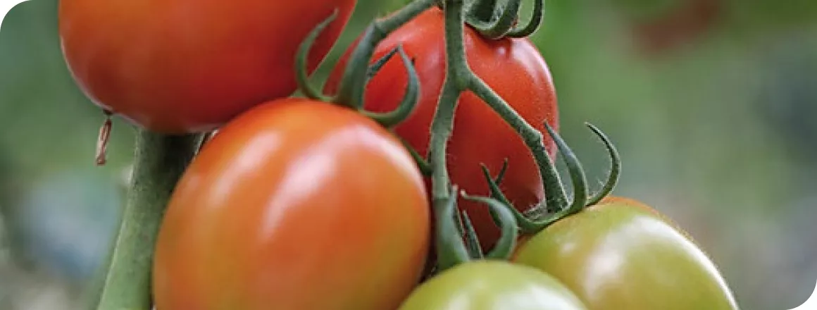 Tomatoes