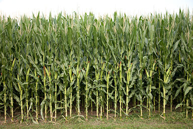 Advanced Development