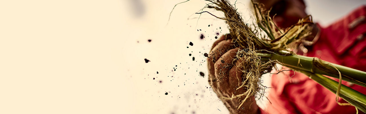 Farmer grabbing corn crop out of the ground, by the root