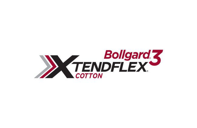  Bollgard 3 XtendFlex Cotton