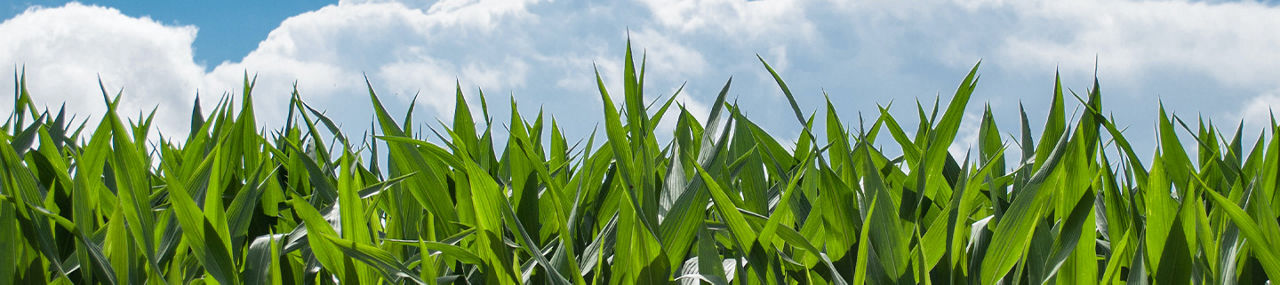 The top of a green field of corn with blue skies and white clouds in the background