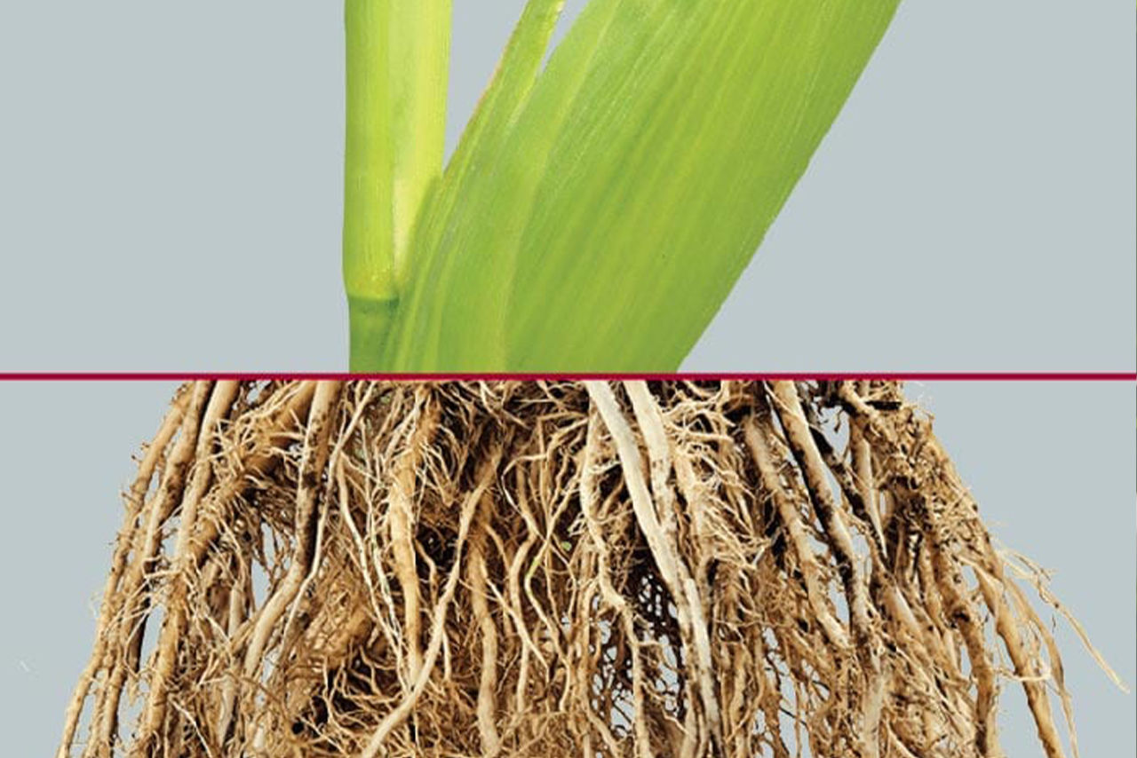 Corn plant with visible roots beneath the soil, separated by a red line