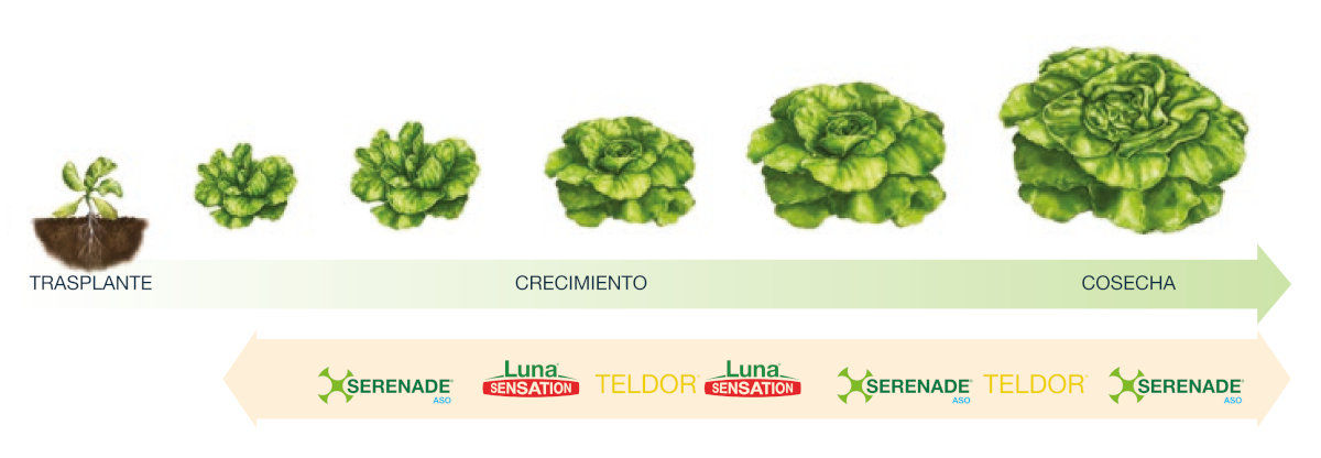 Crescimento lechuga