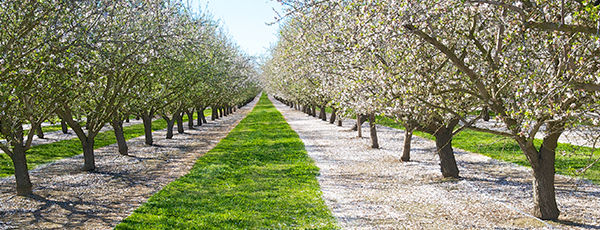 Tree-lined tree nut orchard row